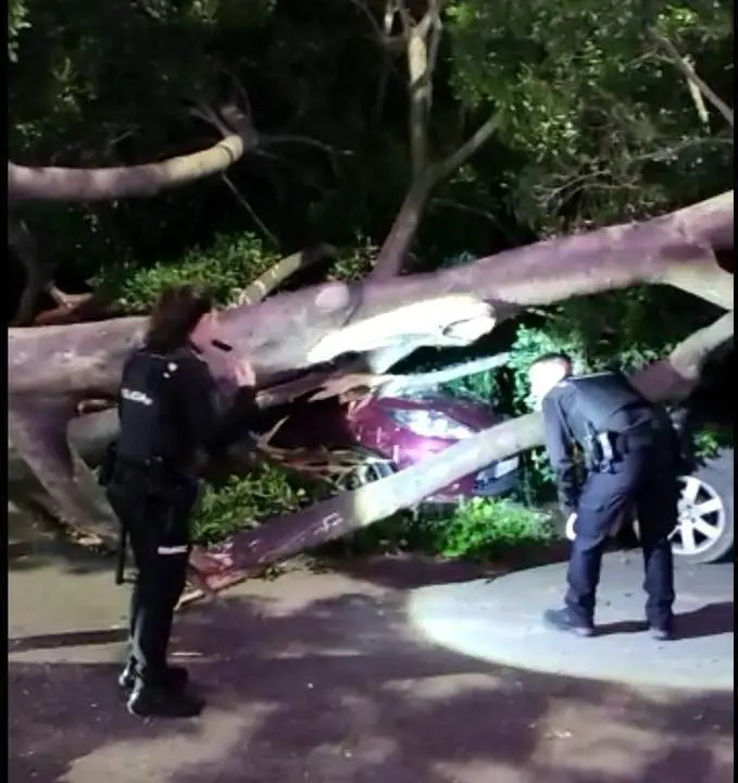 Polic&iacute;a Local junto al &aacute;rbol ca&iacute;do. - Cedida.