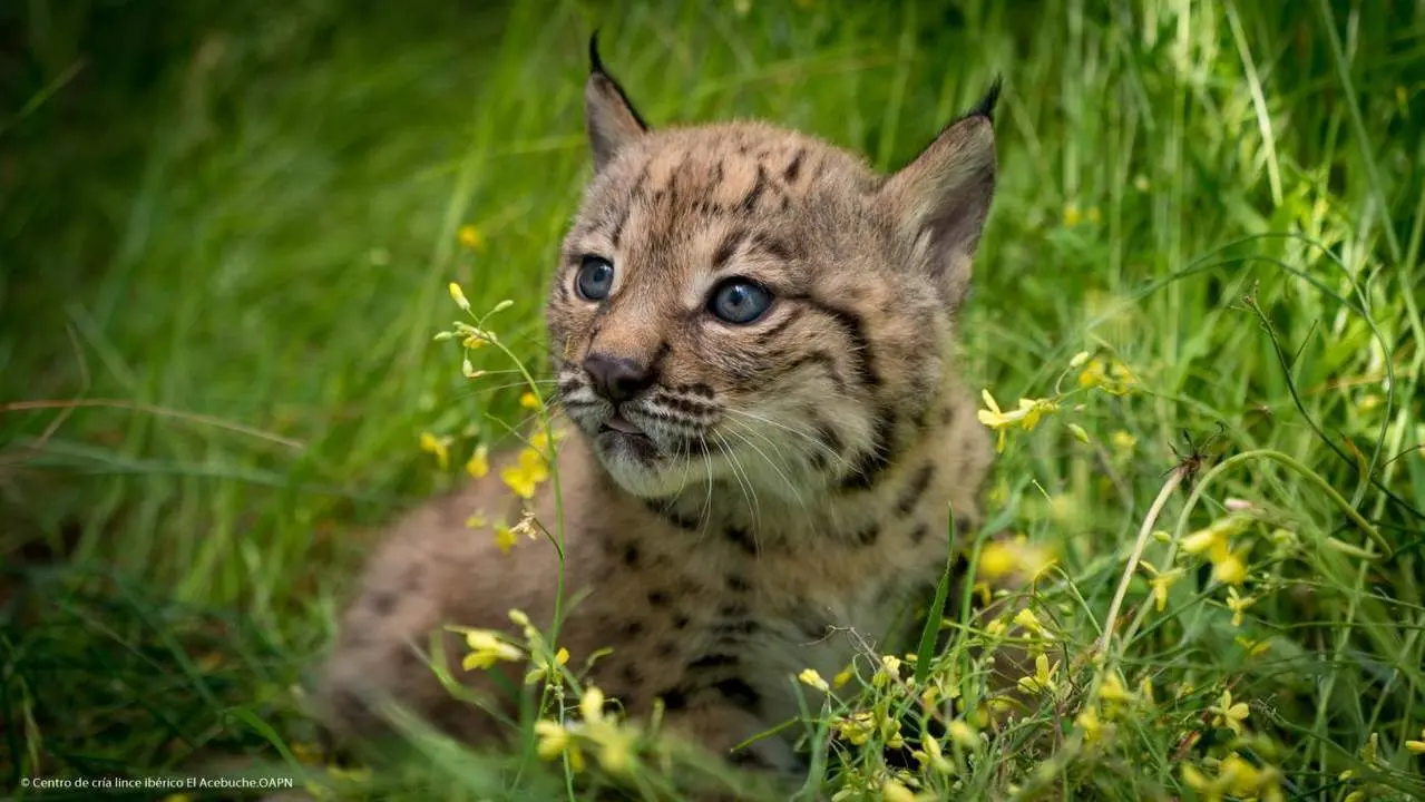 Lince ib&eacute;rico. - CENTRO CR&Iacute;A LINCE EL ACEBUCHE