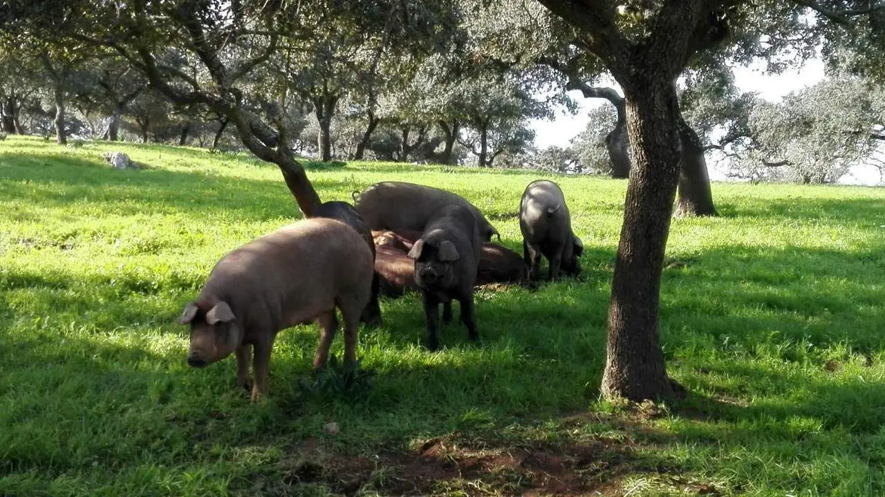Ejemplares de cerdo ib&eacute;rico. - VH