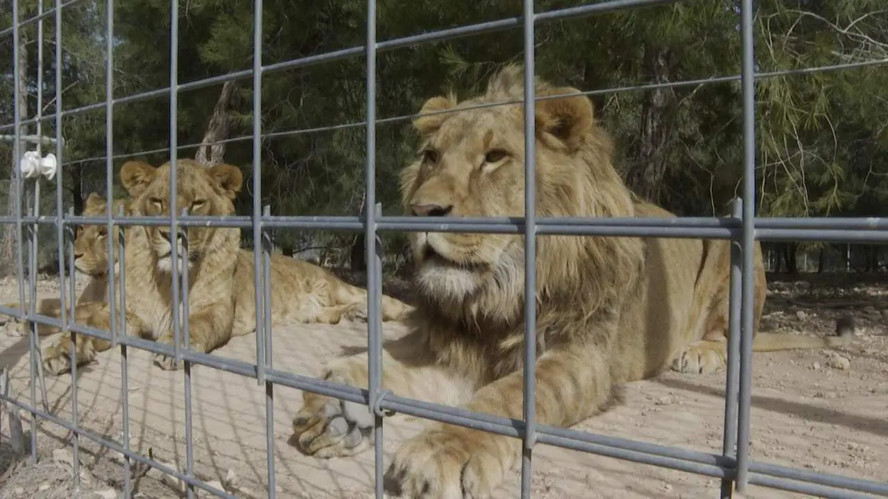 AAP Espa&ntilde;a rehabilita a nueve leones rescatados de Ucrania. - EUROPA PRESS
