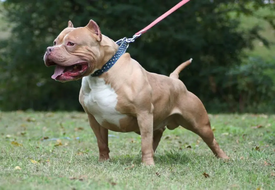 Imagen de un pitbull - 