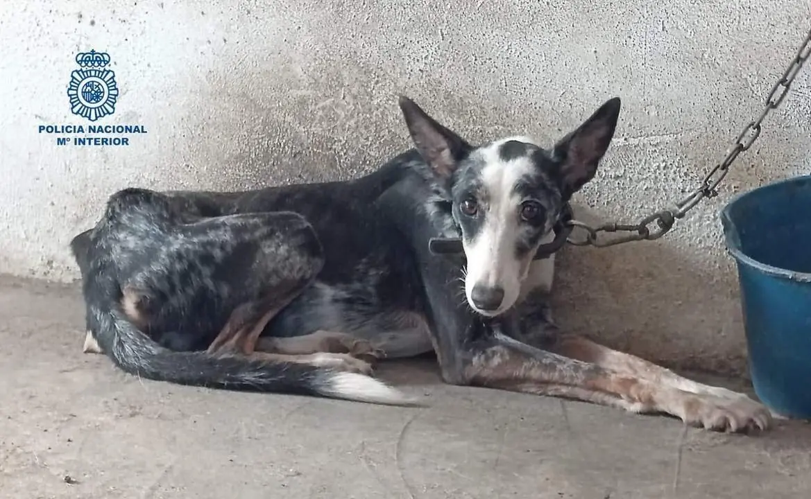 Un podenco pudo ser rescatado con vida. - CNP