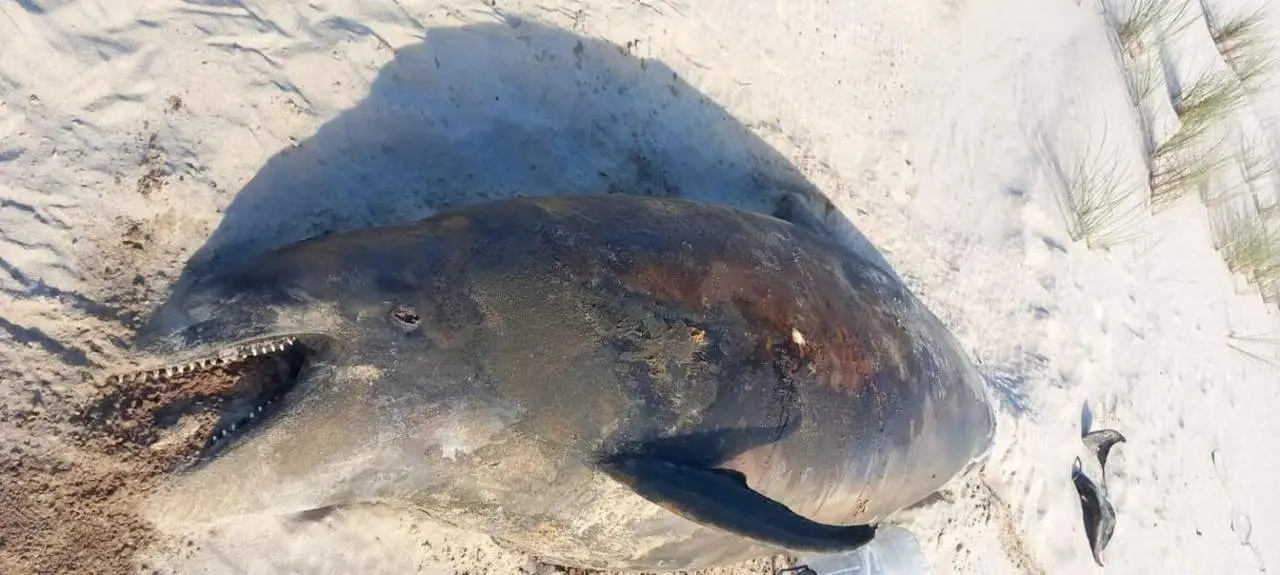 El cad&aacute;ver del delf&iacute;n aparecido en Do&ntilde;ana - Viva Condado