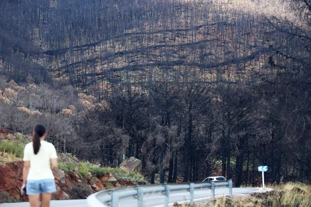 Paraje de Sierra Bermeja, un a&ntilde;o despu&eacute;s del incendio forestal. - Europa Press