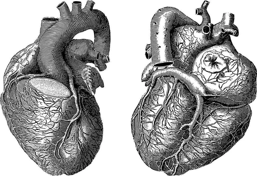 Coraz&oacute;n. - Imagen de Gordon Johnson en Pixabay 