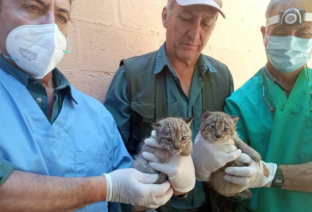 El chequeo a las cachorras de lince ib&eacute;rico - Zoobot&aacute;nico de Jerez