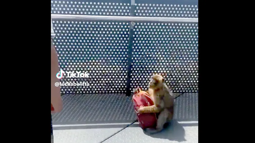 Un mono de Gibraltar vuelve a protagonizar un v&iacute;deo viral por el robo a una turista