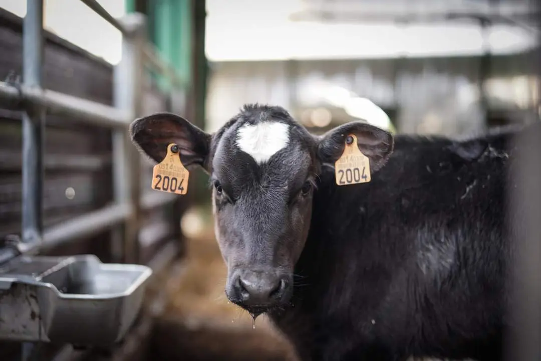 Una vaca en la granja. - Europa Press
