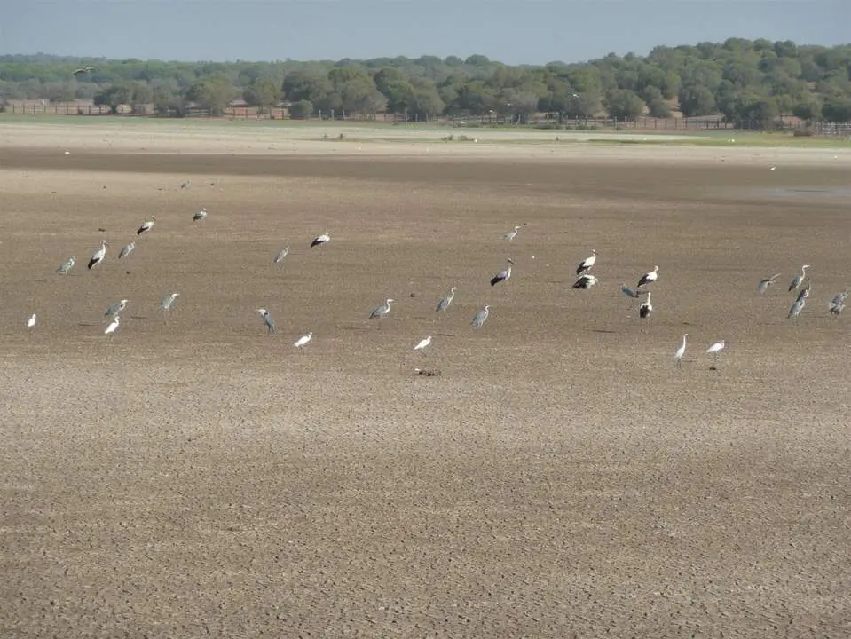 Marisma de Do&ntilde;ana seca. - AI