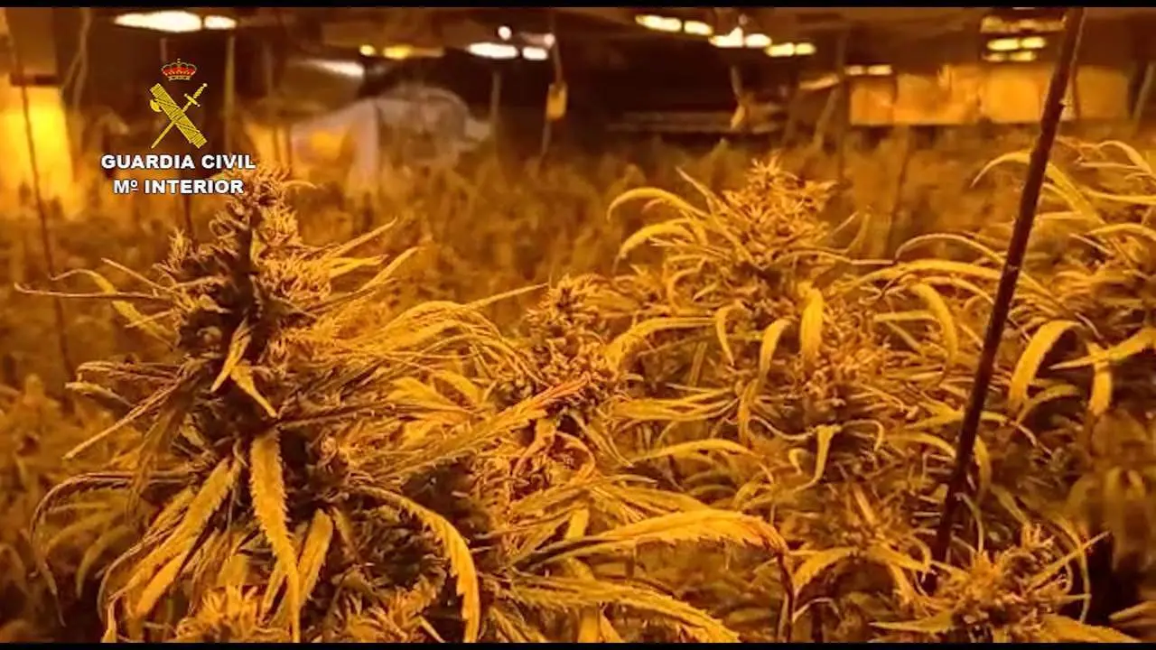 Archivo - Imagen de archivo de una plantaci&oacute;n de marihuana - 