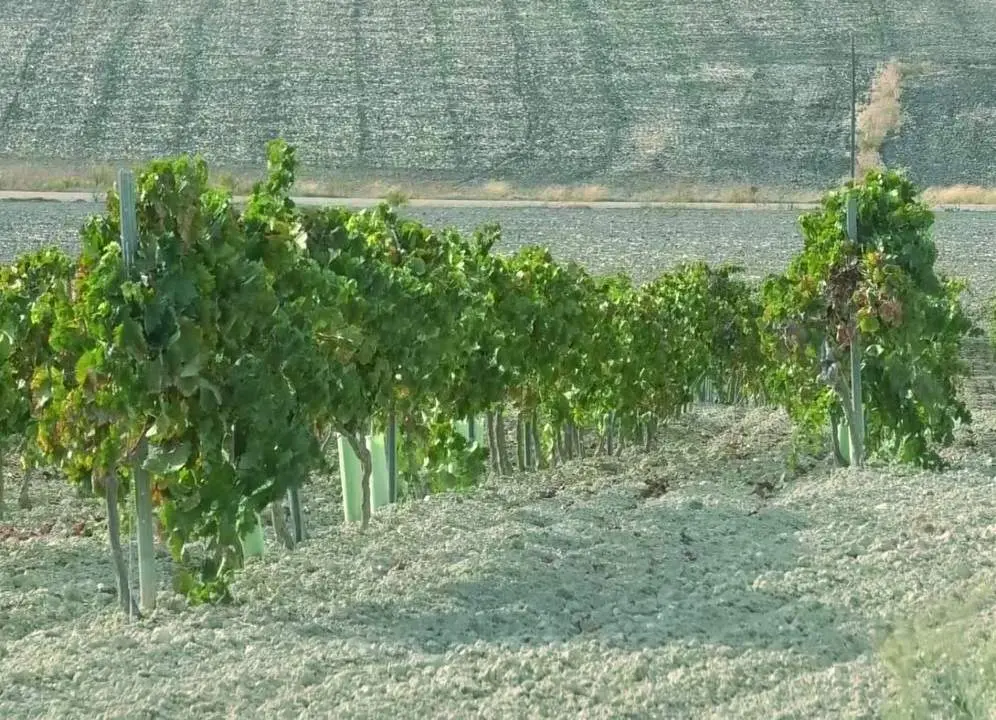 Vi&ntilde;as del Marco de Jerez. - Viva Jerez