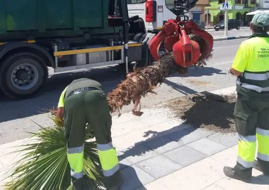 Actuaci&oacute;n con las palmeras en La L&iacute;nea. - AI