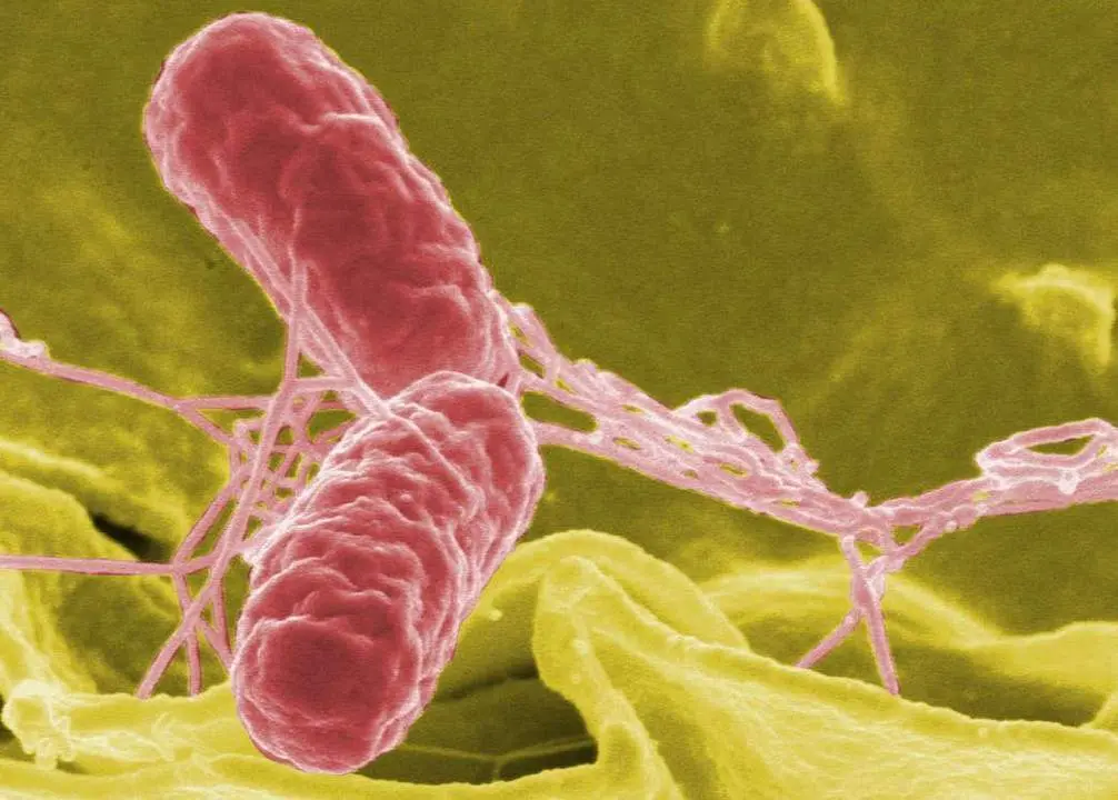 Bacteria de la salmonela - 
