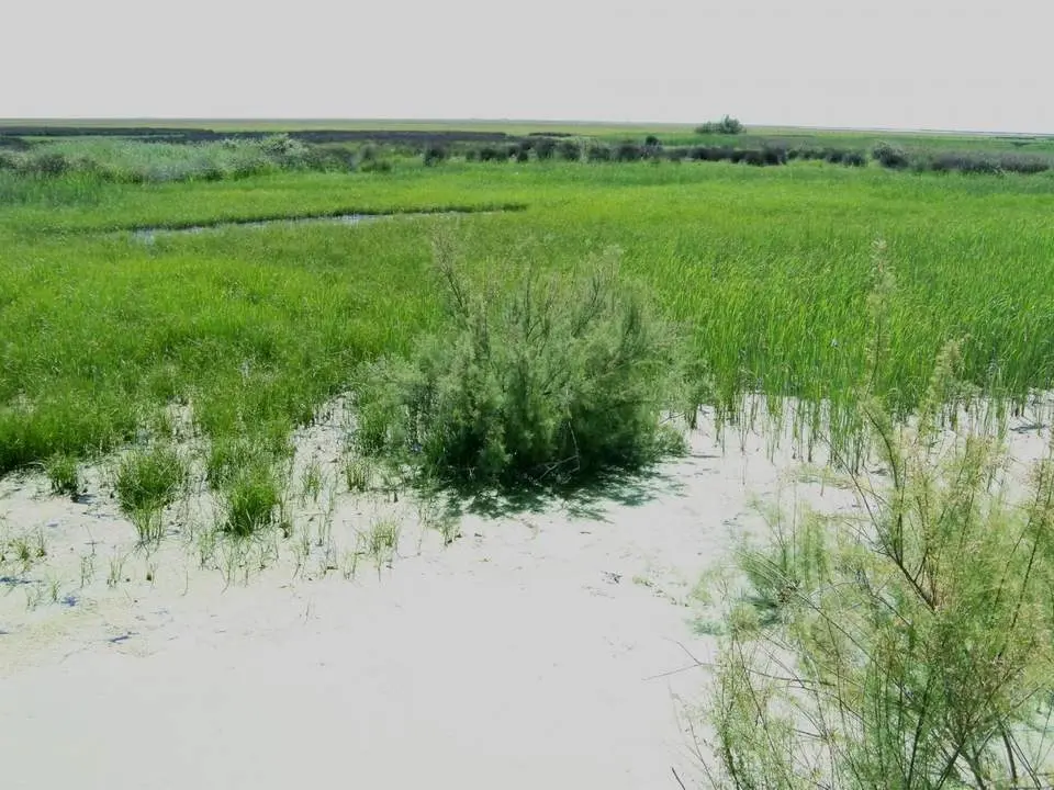 Marismas de Do&ntilde;ana. - VH
