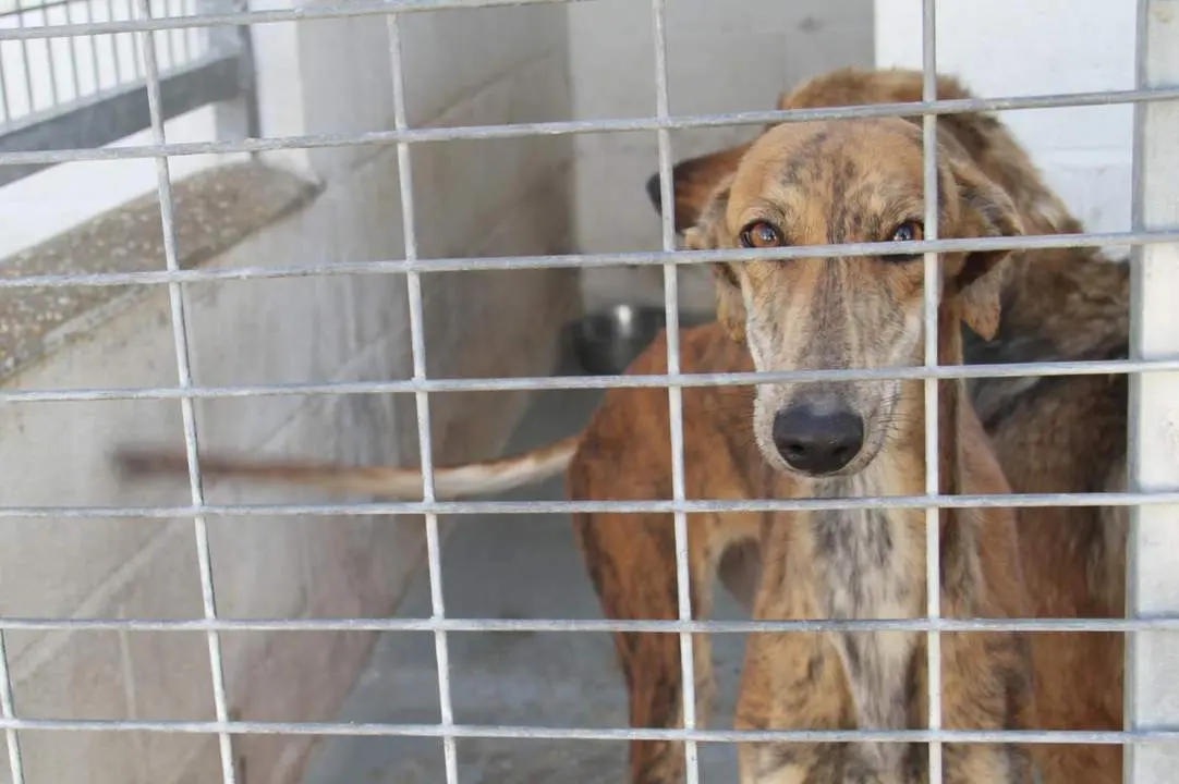 Centro Provincial de Animales- - Diputaci&oacute;n de Huelva