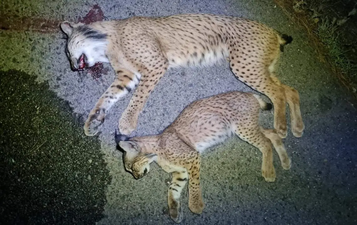 Linces atropellados. - VIVA Ja&eacute;n