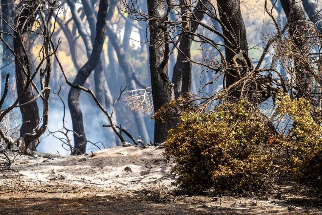 Estado en el que ha quedado el parque de Las Canteras por el fuego. - E. P.