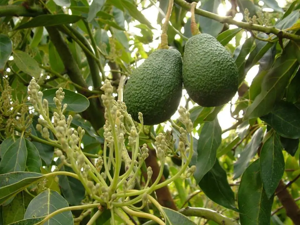 Imagen de archivo de Aguacates. - ASAJA