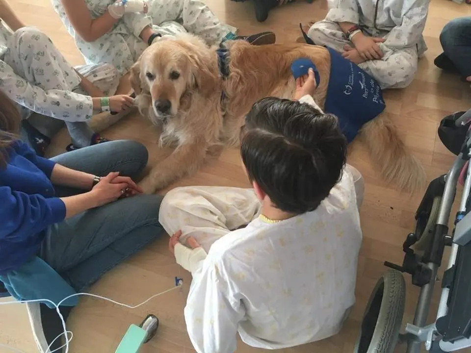 Terapia canina en el Hospital Reina Sof&iacute;a. - Junta