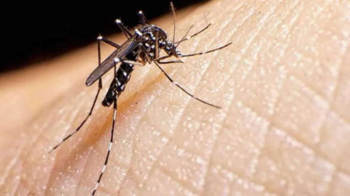Mosquito. | EP