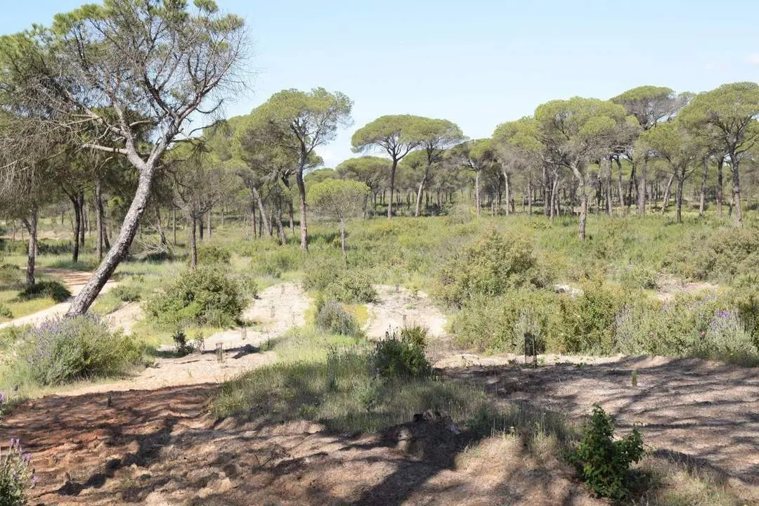 &Aacute;rboles en Do&ntilde;ana. - UNEI/EUROPA PRESS