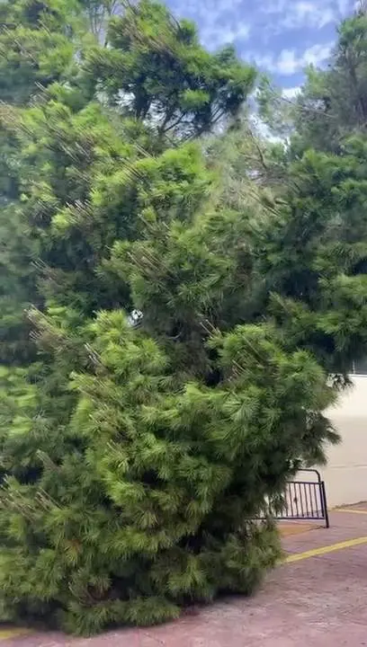 Cae un &aacute;rbol de grandes dimensiones en el interior del colegio de San Fernando