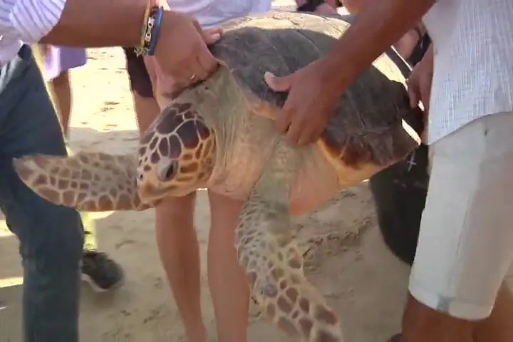 Sueltan en Tarifa a &lsquo;Luz Bella&rsquo;, una tortuga boba recuperada por almadraberos