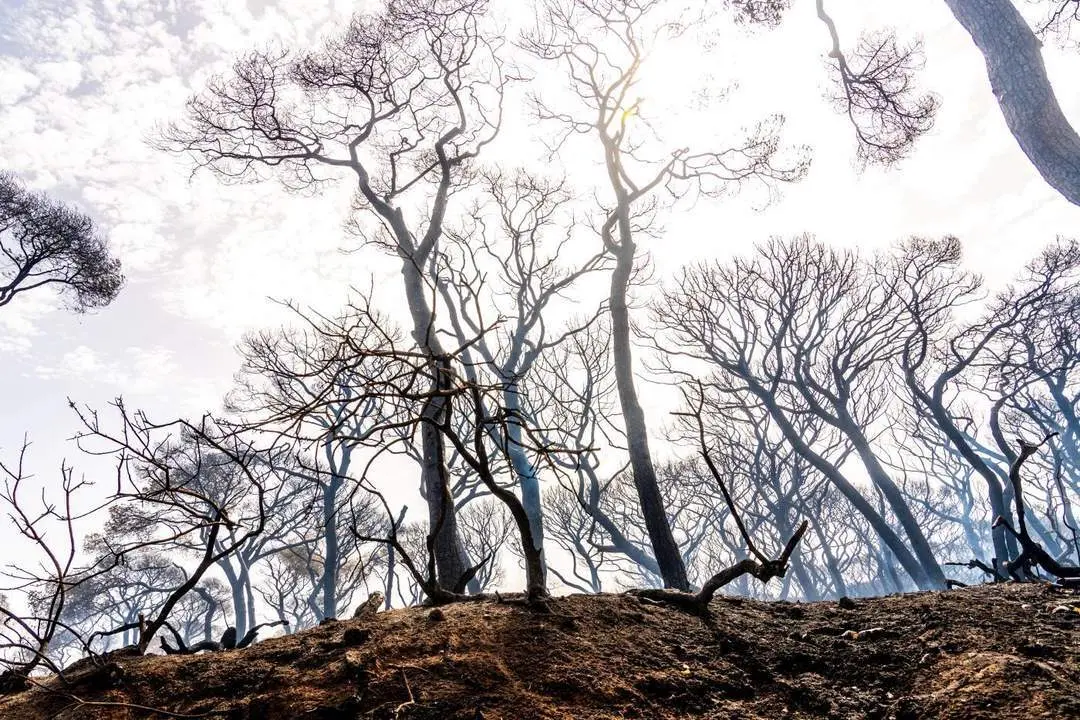 Parque de Las Canteras tras el incendio. - E. P.