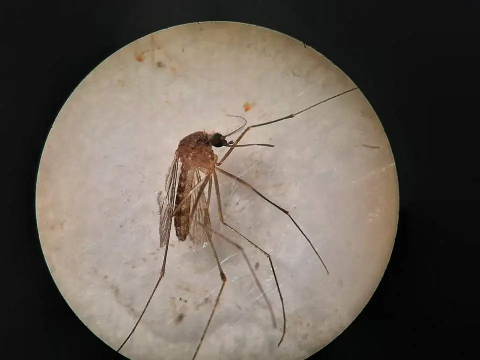 Ejemplar de Clux pipiens, una de las especies transmisoras del virus del Nilo. - CSIC