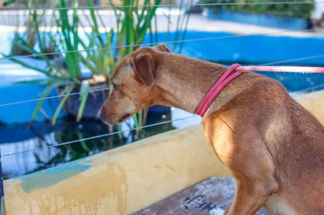 Perro rescatado por la Protectora. - SPAPM