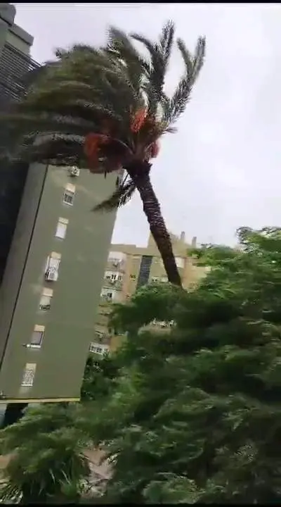 Viral el v&iacute;deo de una mujer retransmitiendo la ca&iacute;da de una palmera en Sevilla