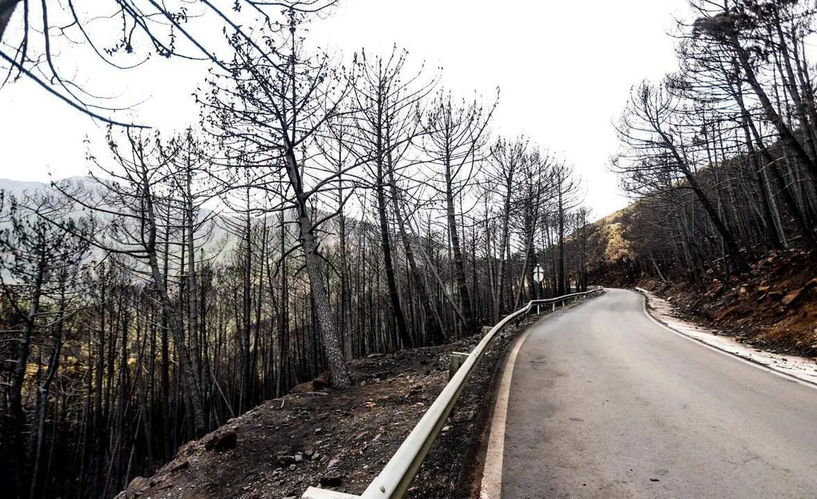 Zonas quemadas por el incendio en Estepona. - &Aacute;lex Zea/Europa Press