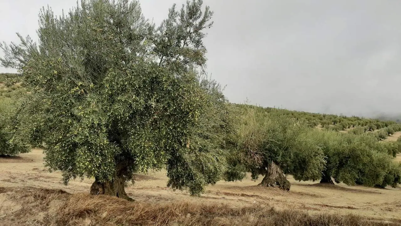 El campo de Ja&eacute;n muestra su alivio por las &uacute;ltimas lluvias.  - VIVA Ja&eacute;n