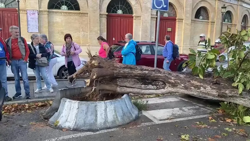 Impactante ca&iacute;da de un &aacute;rbol en El Puerto de tras el paso del temporal 'Bernard'