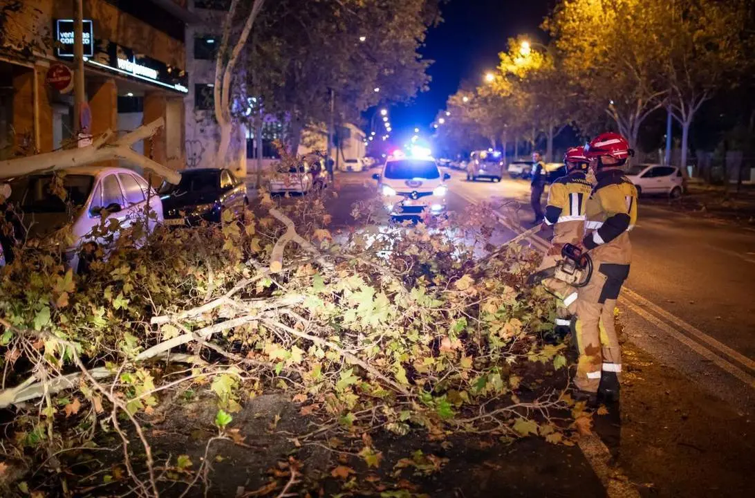 &Aacute;rboles ca&iacute;dos en Huelva capital por el temporal. - VH