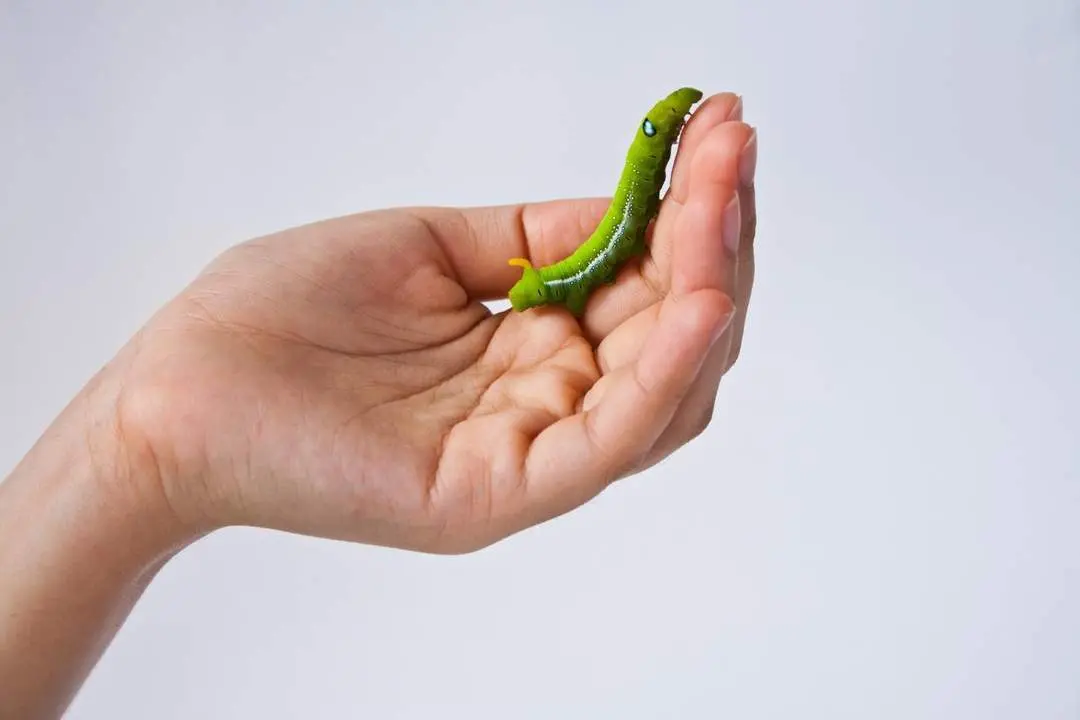 Un gusano inocuo en la palma de una mano. - Jannoon028/Freepik