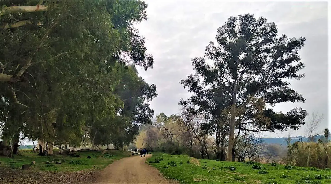 El bosque de ribera de la Dehesa de Tablada. - Mesa por Tablada