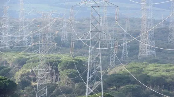 Mara&ntilde;a de cables a&eacute;reos en el Pinar del Rey, en San Roque. - AI