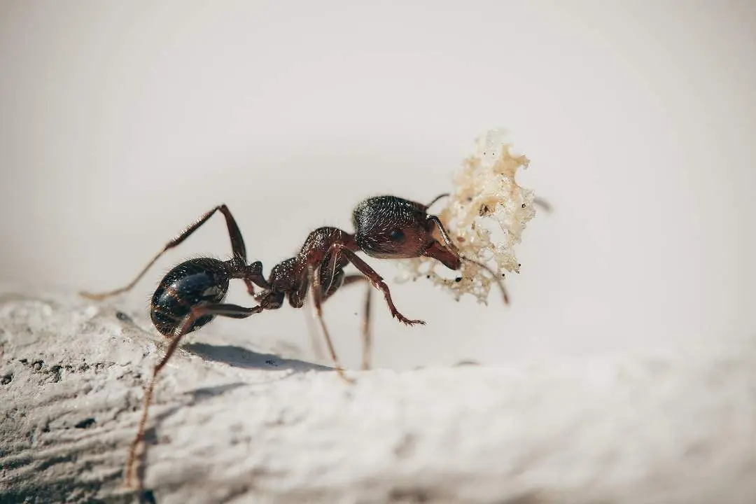 Una hormiga. - Archivo
