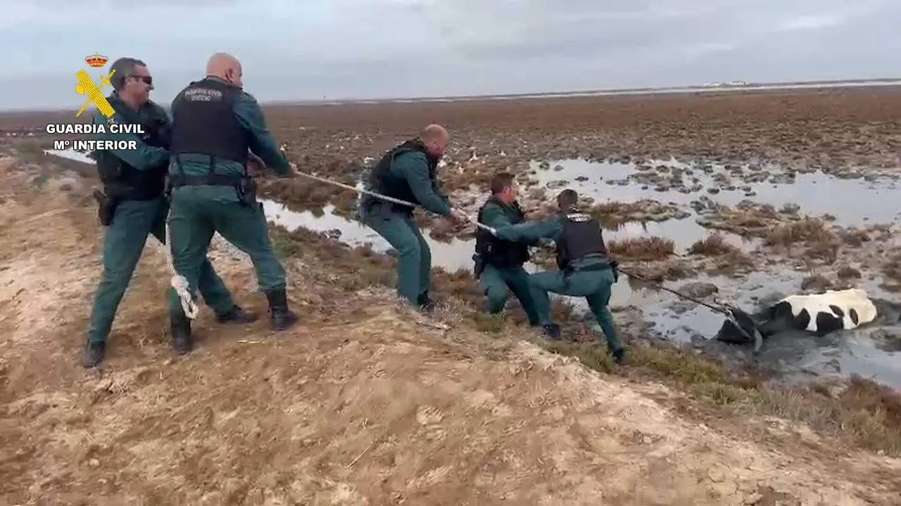 Rescatan a una vaca semienterrada en Bonanza