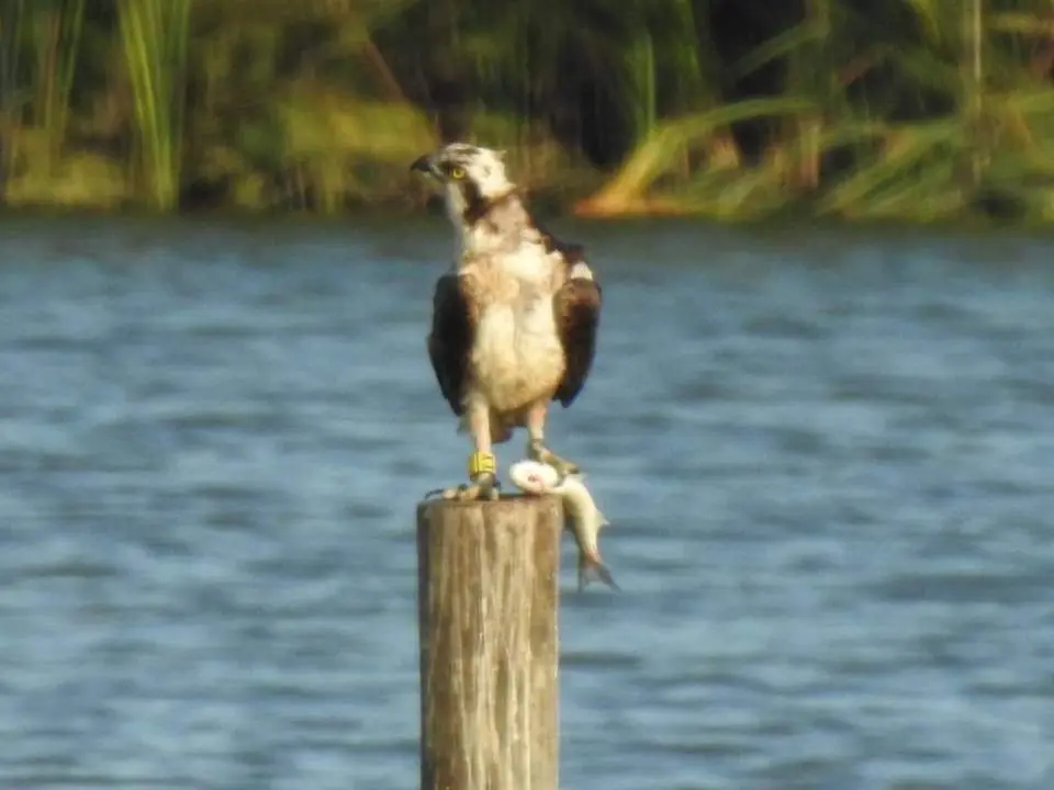 &Aacute;guila pescadora. - VH