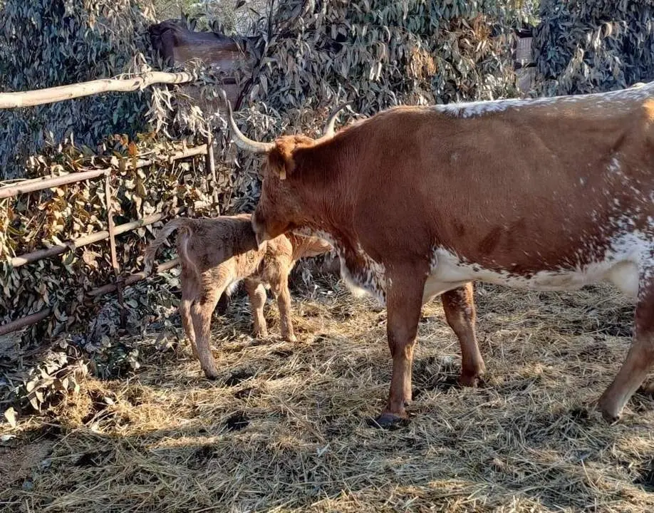 Imagen de la vaca con su ternero tras el parto. - Europa Press