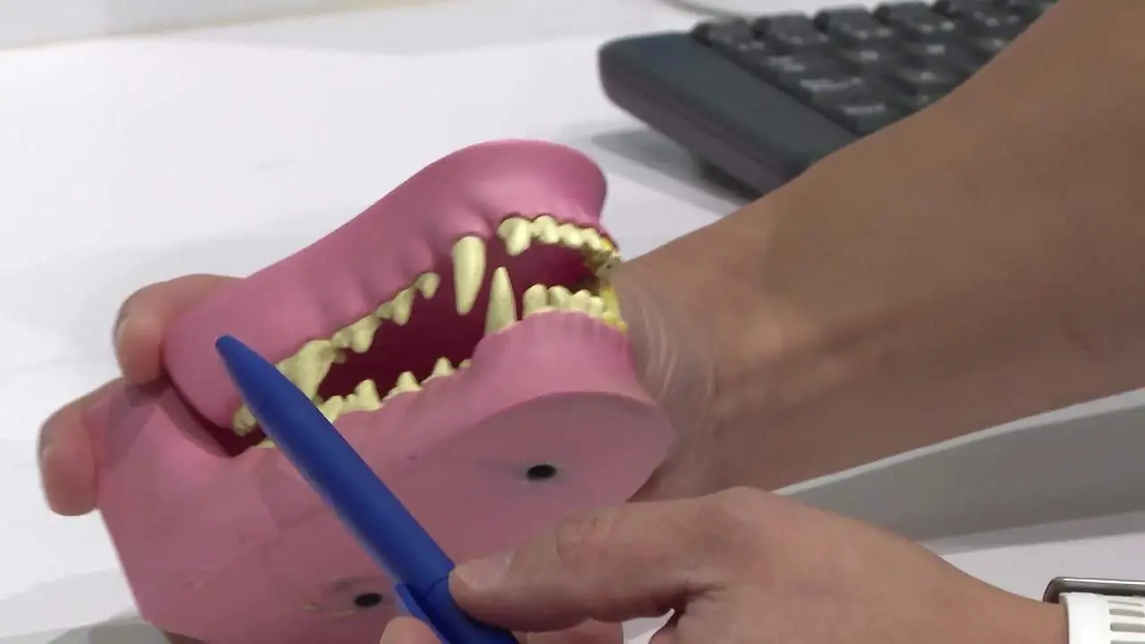 &iquest;Un perro con "aparato dental"? Cada vez m&aacute;s especialistas lo recomiendan