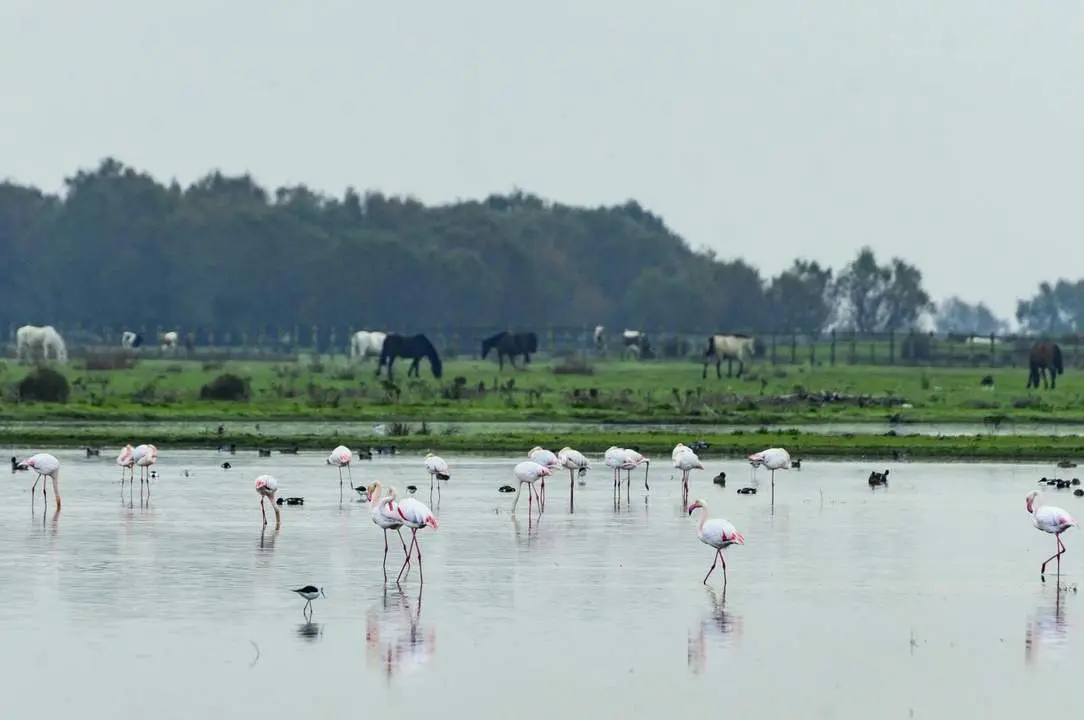 Do&ntilde;ana. - EFE