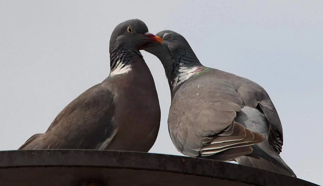 Dos palomas enamoradas. - Pxhere