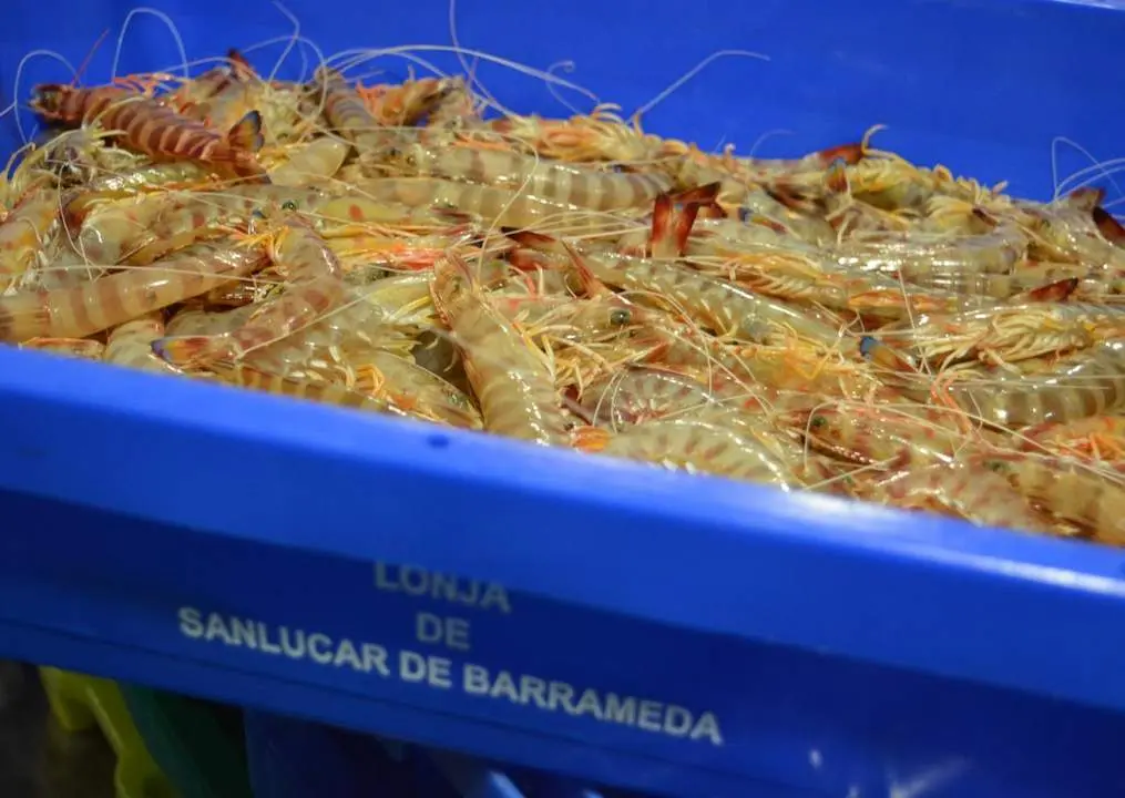 El langostino de Sanl&uacute;car, producto estrella. - INF
