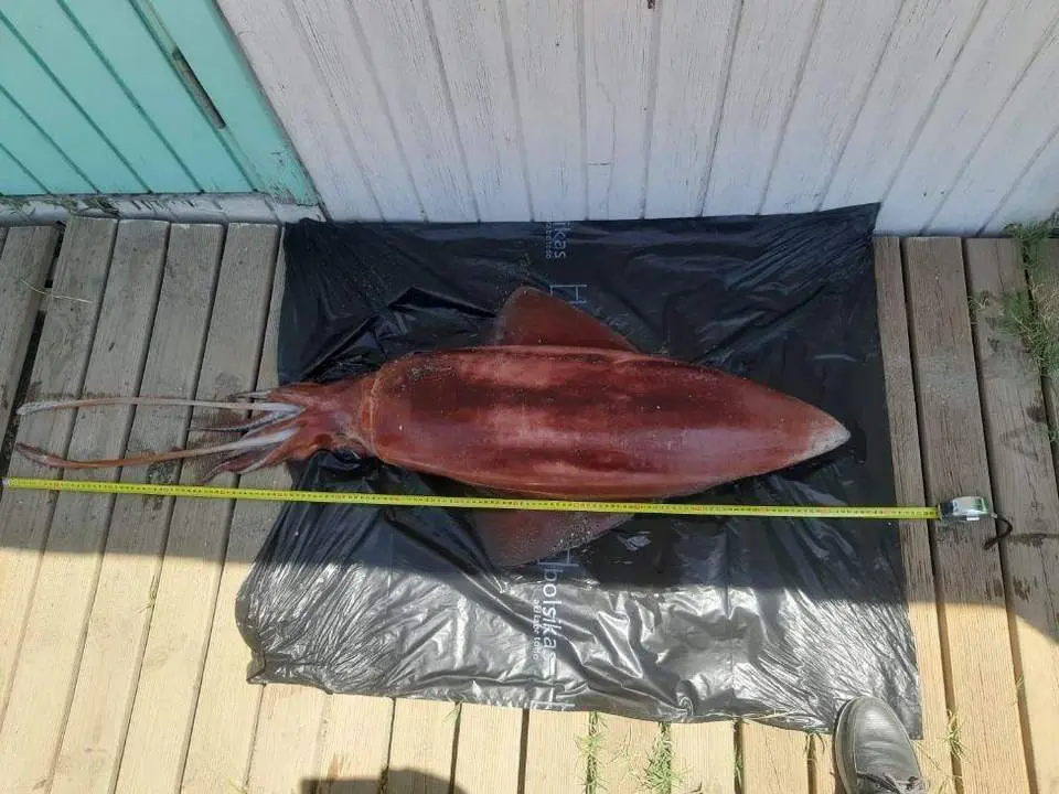 Calamar gigante en La L&iacute;nea. - AI