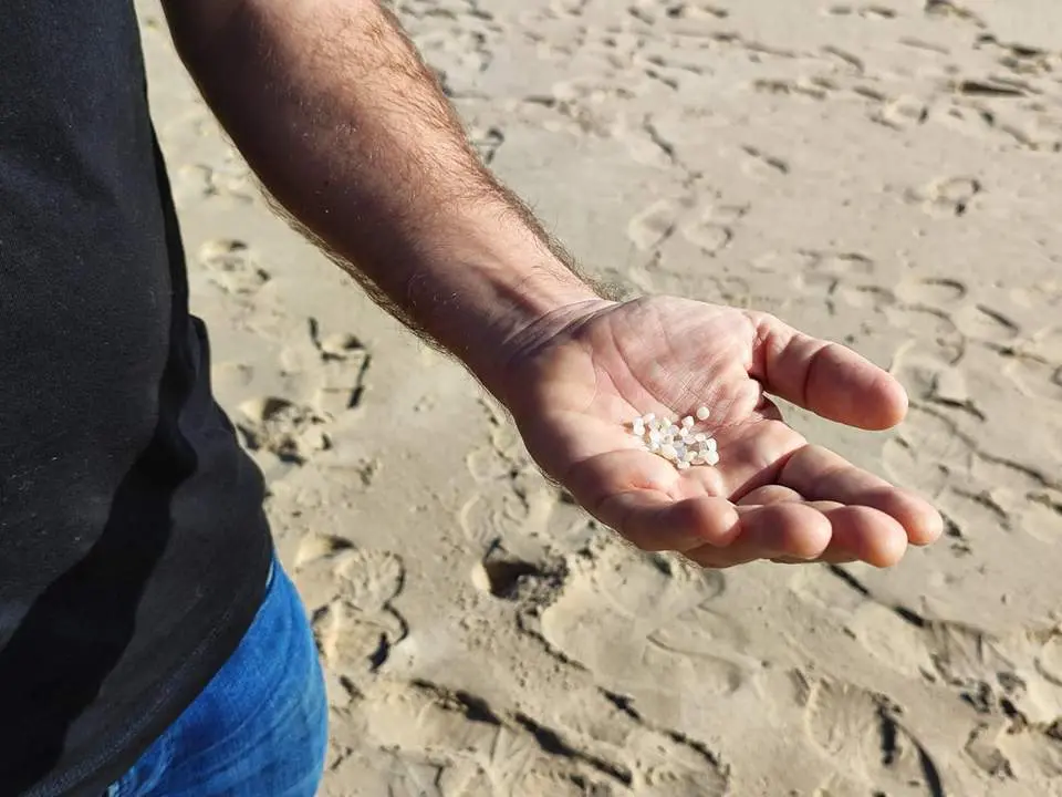Pellets en Bolonia. - DFV