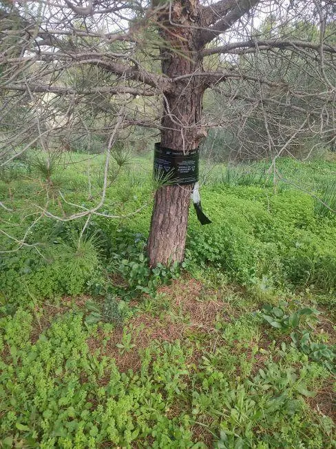 Pinar de la Casilla en Los Barrios. - AI