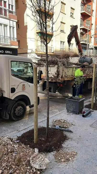Plantaci&oacute;n de &aacute;rboles en el centro de la ciudad.  - Ayuntamiento de Ja&eacute;n